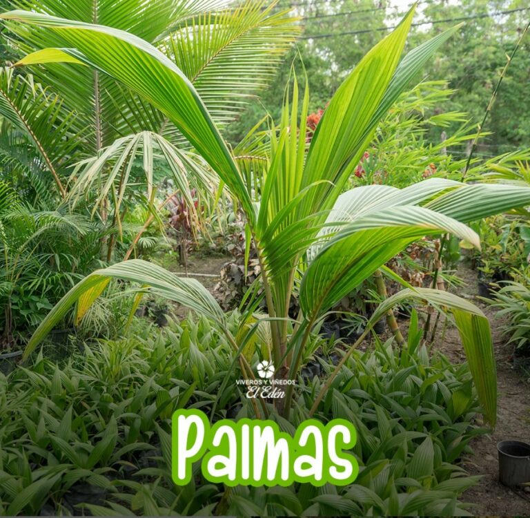 Screenshot 2024-06-11 165547