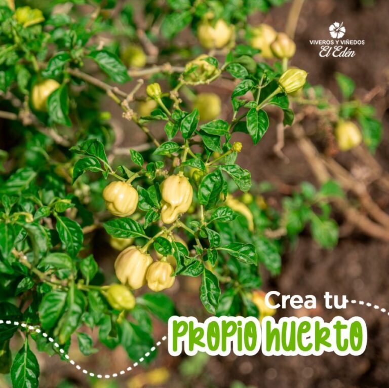 Screenshot 2024-06-11 170411